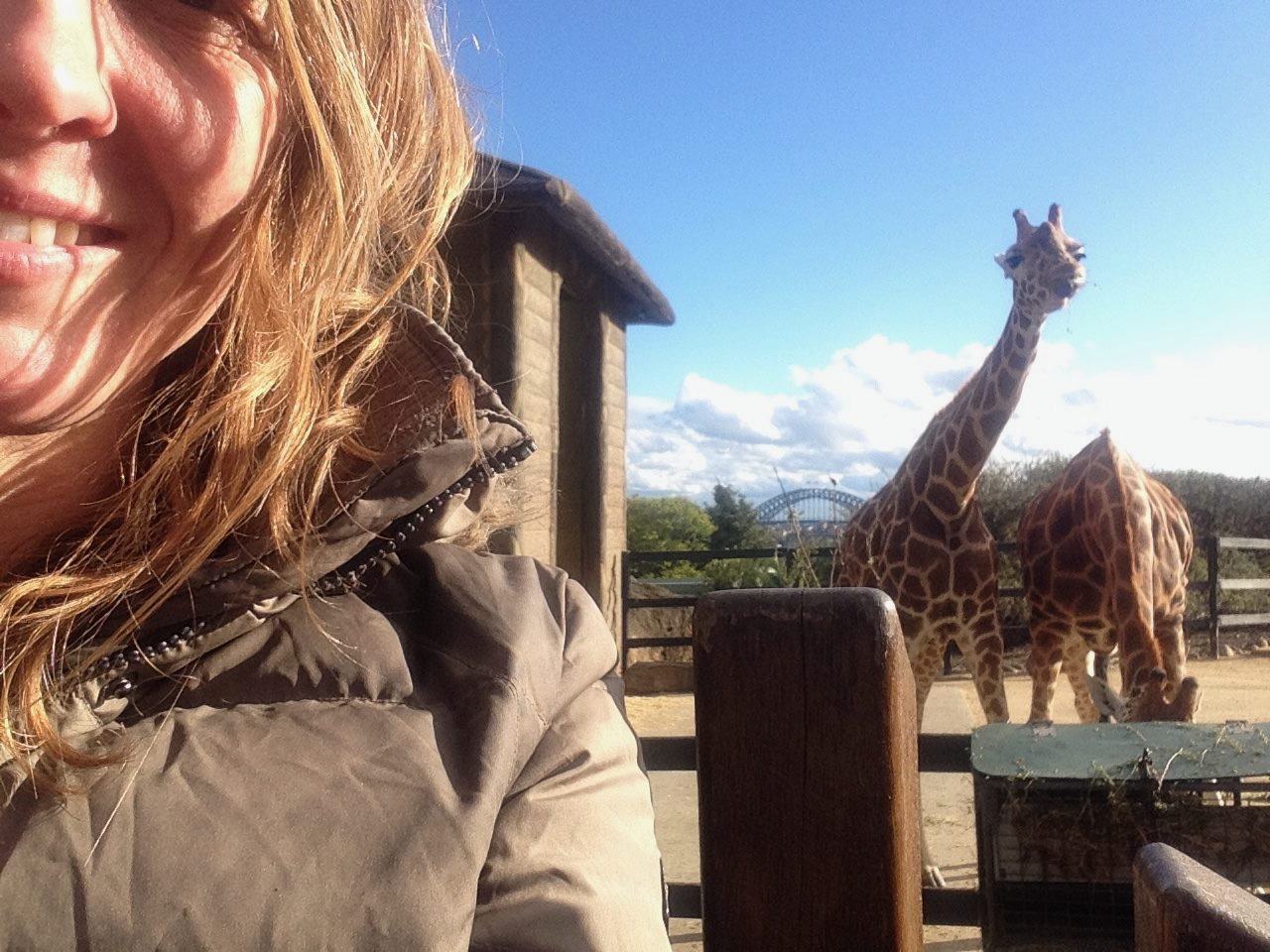 Giraffes at Taronga Zoo